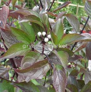 Дерен белый Кесселгрини v2 Lav