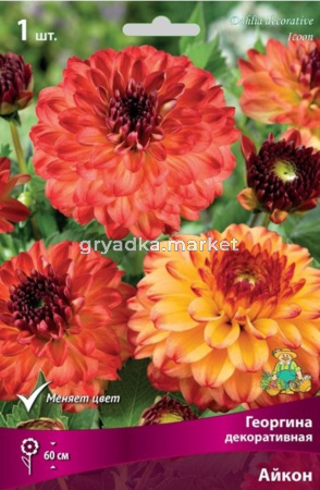 Георгина декоративная Айкон (меняет окрас от жёлтого с красными кончиками до красно-розовог, 1шт, I)
