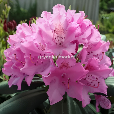 Рододендрон гибридный Розеум Элеганс C 12 60-80 1