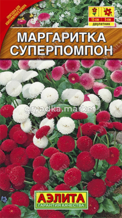 Маргаритка Суперпомпон,смесь Аэлита