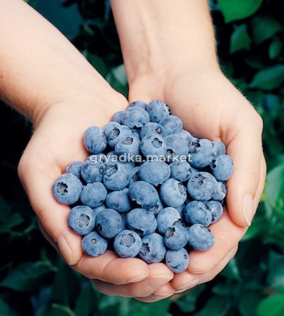 Голубика высокорослая Эллиот (С3)