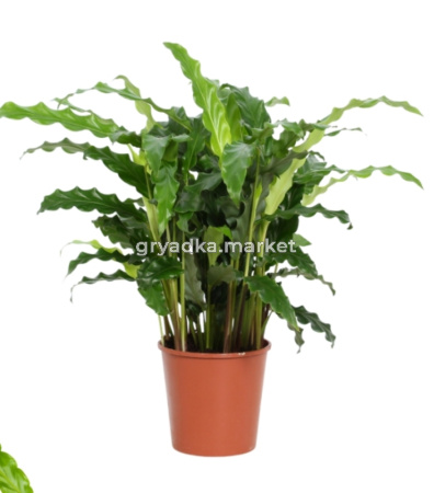 Калатея Блю Грасс  С12 H40