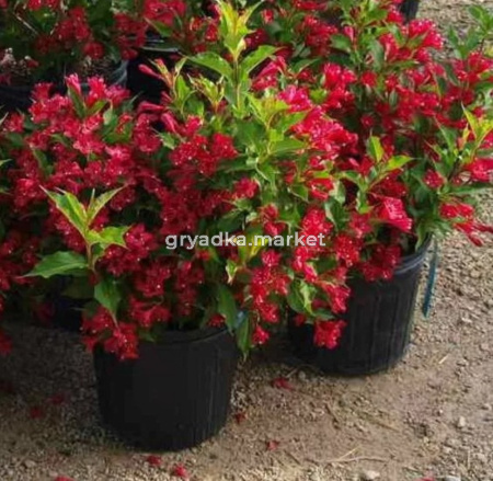 Вейгела ред