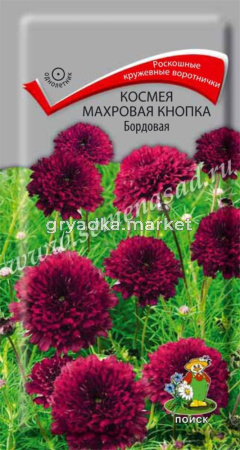 Космея Махровая кнопка Бордовая (ЦВ)(