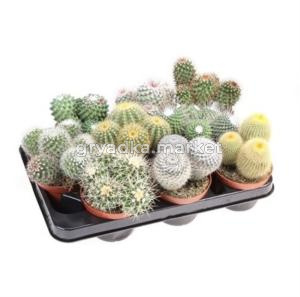Кактус Болл микс С10,5 Н15