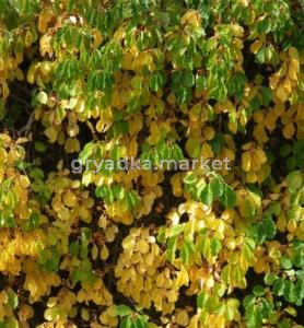 Древогубец круглолистный Геркулес (мужской) (С2-С3)