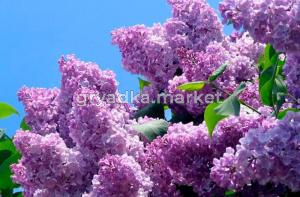 Сирень обыкновенная Ладога с3