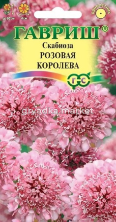 Скабиоза темнопурпурная Розовая королева махр. 6шт Одн 90см (Гавриш) Н22