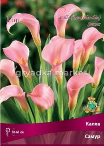Калла Самур 1шт 14-16