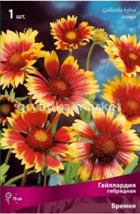 Гайллардия гибридная Бремен