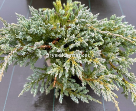 Можжевельник скальный Блю Карпет С3 (Монблан)