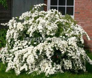 Спирея Вангутта с3