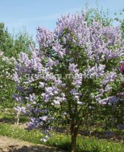 Сирень Людвига Шпета С5, 40-60см