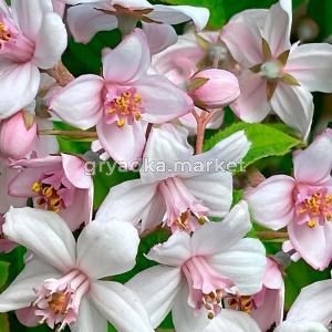 Дейция гибридная Монт Роуз C3 20-30 1