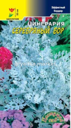 Цинерария Серебряный бор .Цвет.сад.