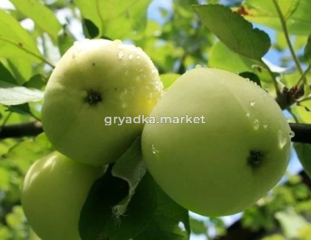 Яблоня Папировка (Питомник ВН)