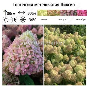 Гортензия метельчатая Пиксио С3 (Самарский Питомник)