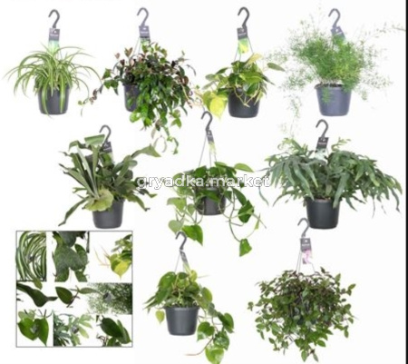 Микс Ампельных растений С17 H35