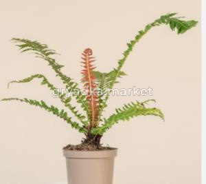 Блехнум Вулкан Бразилии С12 Н30