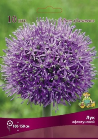 Лук Афлатунский 10шт ( пурпурно-фиолетовый, 10-12) Лук Афлатунский 10шт ( пурпурно-фиолетовый, 10-12)