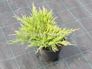 Можжевельник казацкий Рокери Джем (Juniperus sabina Rockery Gem С3)