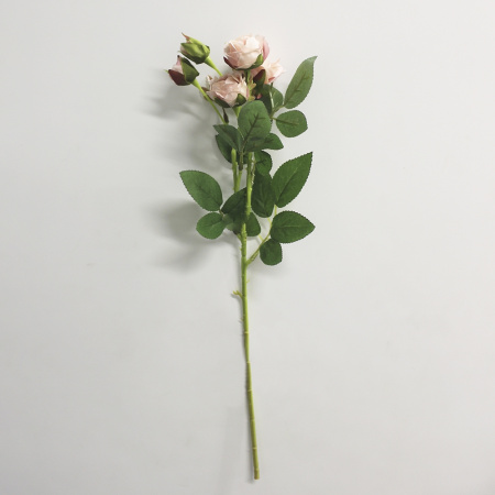 00000185596.1 00000185596.1