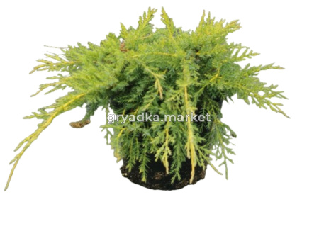 Можжевельник Пфитцериана Ауреа (Juniperus Pfitzeriana Aurea С3)