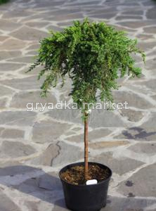 Можжевельник на штамбе B100 h180