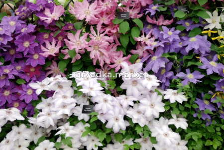 Клематис в ассорт С3