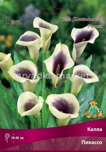 Калла Пикассо 1шт 14-16