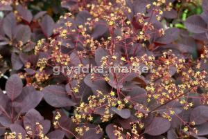 Скумпия кожевенная Роял Перпл v2 Lav