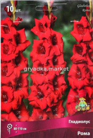 Гладиолус Рома 10шт 10-12