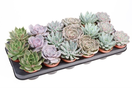 Echeveria Mix On Row
