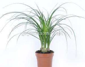 Нолина 3 лук., в асс. (D-12)