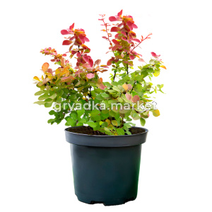 Барбарис тунберга Саммер Сансет C 3 20-30 4