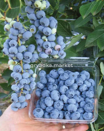 Голубика Либерти 2-летн (С3)