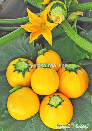 Кабачок Апельсинка F1 10шт.Вкуснятина НК