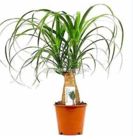 Бокарнея 3рр декоративная  D12 H35