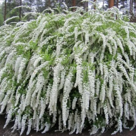 Спирея серая (Spiraea cinerea) Грефшейм С3 ГлХ