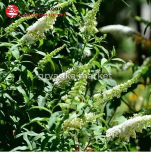 Буддлея Давида Уайт Профьюжн 45-60 С10 БАл (цветки пурпурно-красные)