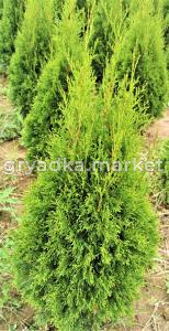 Туя западная Смарагд (Thuja occ. Smaragd 120+ см WRB)