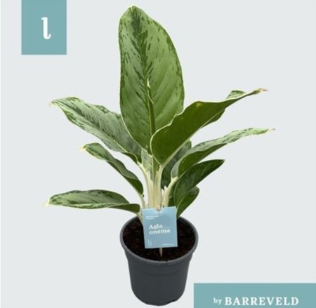 Аглаонема Цинто Королева С14 H40 Аглаонема Цинто Королева С14 H40