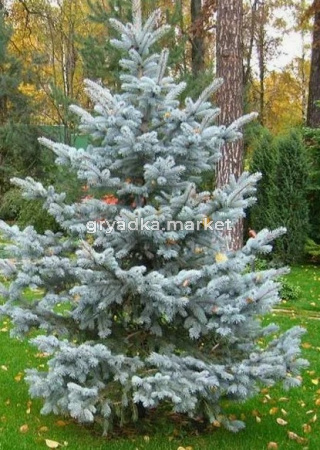 Скриншот 21-04-2026 104123