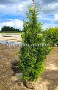 Туя западная Брабант H120+ см WRB (Монблан)