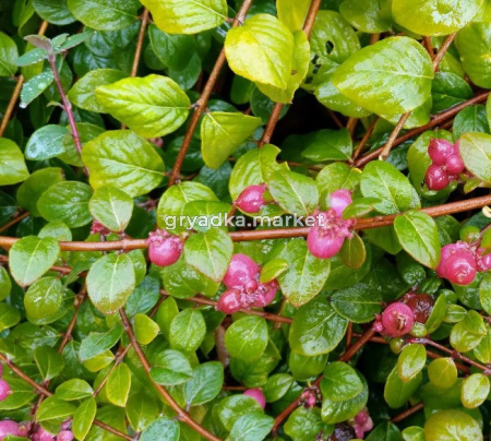 Скриншот 21-04-2026 151233