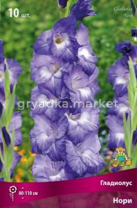 Гладиолус крупноцветковый Нори 10шт (фиолетовые с белым мазком в горле и белыми лучами, 10-12) 