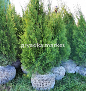 Туя западная Смарагд (Thuja occ. Smaragd 160+ WRB)
