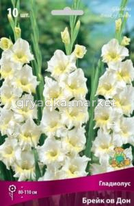 Гладиолус Брейк ов Дон (белый с кремово-жёлтым центром, 10шт, 10-12)