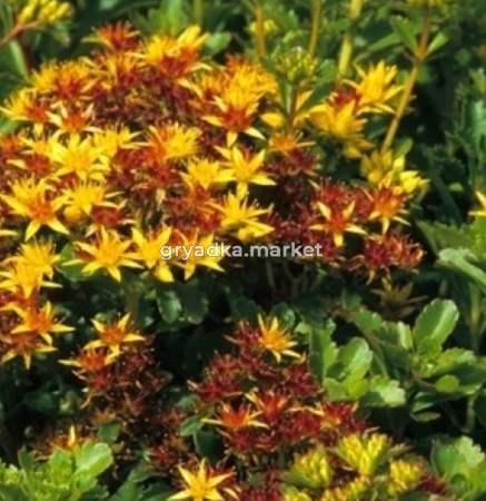 Седум (очиток) камчатский, С2-С3 (Питомник Малахит)