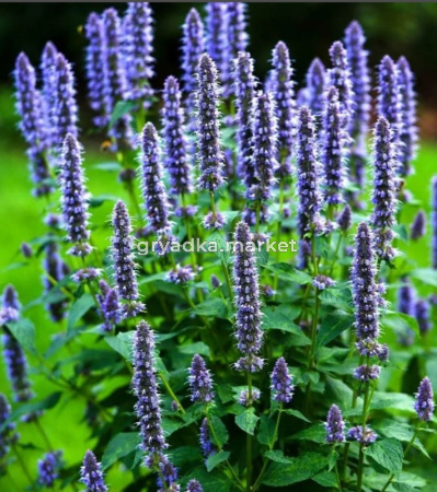 Иссоп лекарственный, C3 (синий)